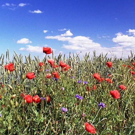 - Mittendrin Vakantiehuis *